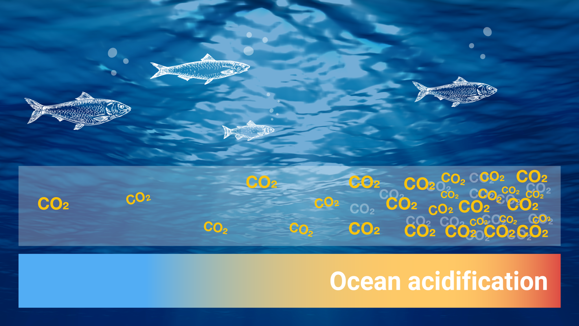essay on ocean acidification