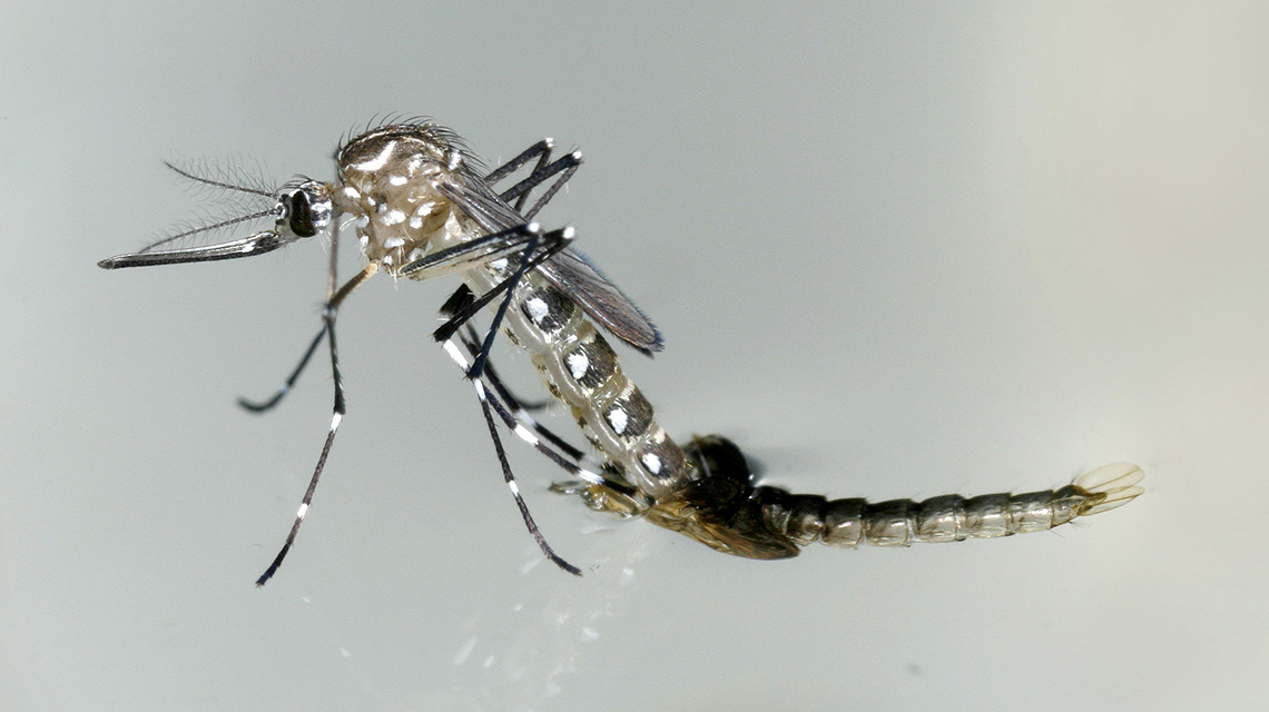 aedes-aegypti-mosquito-1140x640.jpg