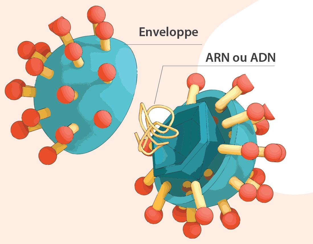 ARN-ADN