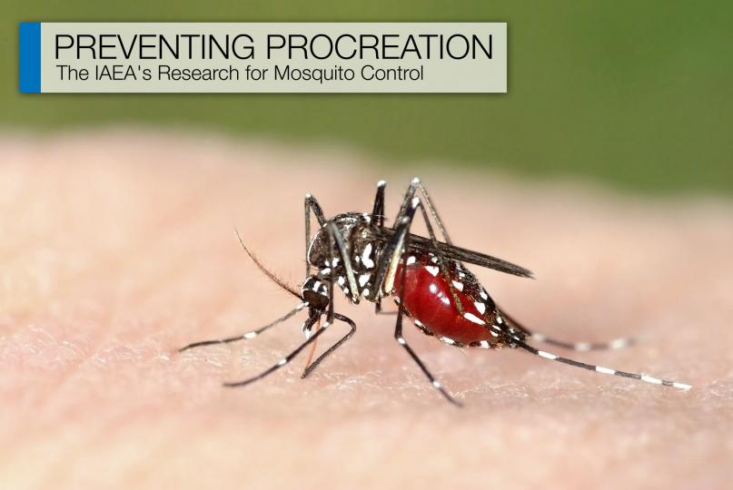 Mosquitoes are one of the world's most dangerous pests. These carriers of diseases such as dengue and malaria wreak havoc over large parts of the world, causing sickness and death. In the future they could be tackled through the use of a nuclear technique.