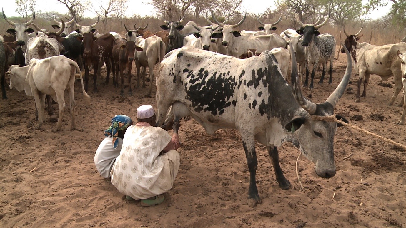 NEW CRP: Improving Efficiency of National Livestock Breeding Programmes  Using Nuclear and Related Genomic Information – Practical Applications in  Developing Countries (D31030) | IAEA