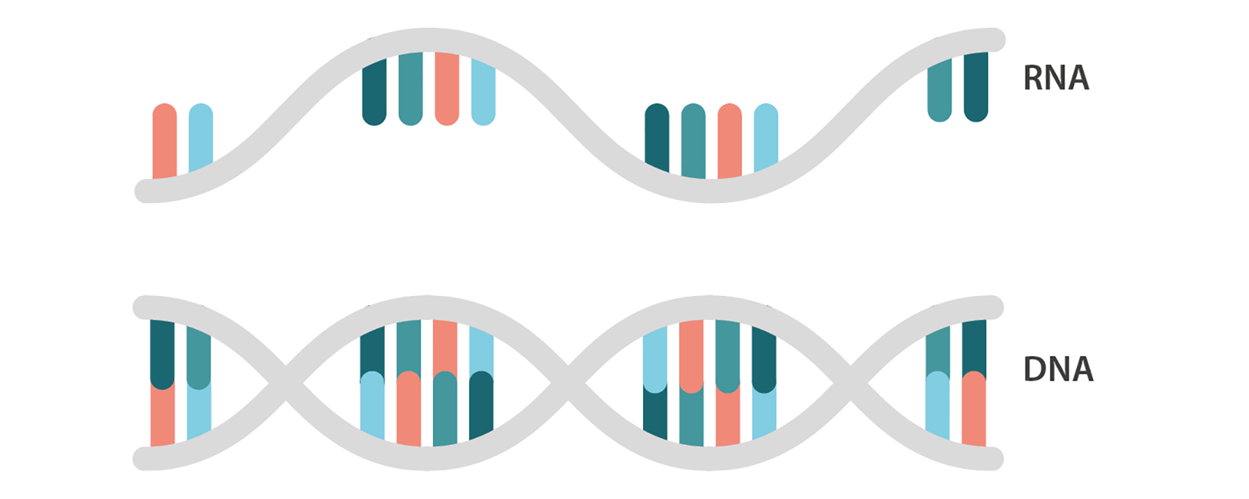 Pcr full form rt Full Form