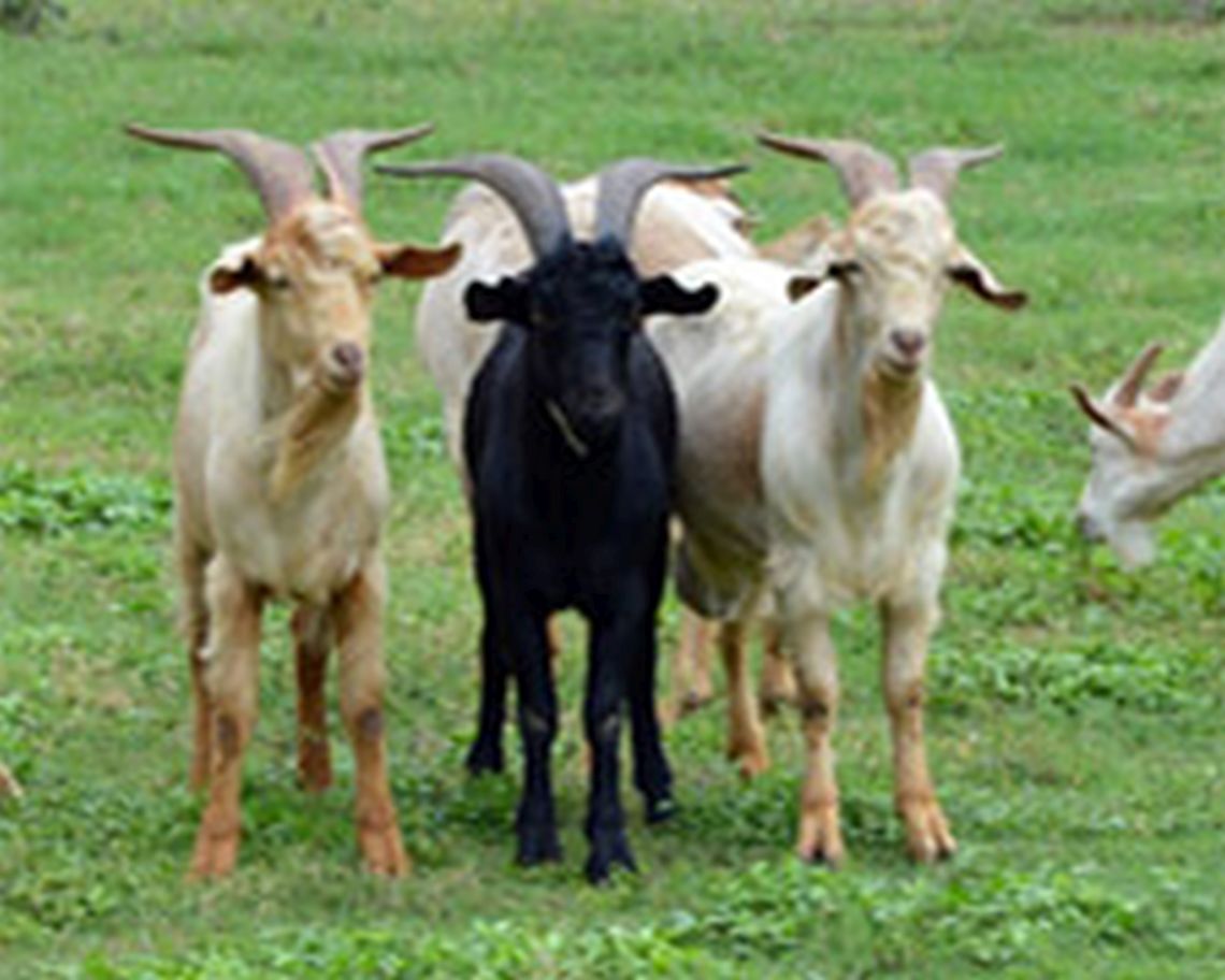 fao_ag_confers_an_outstanding_teamwork_award_2.jpg