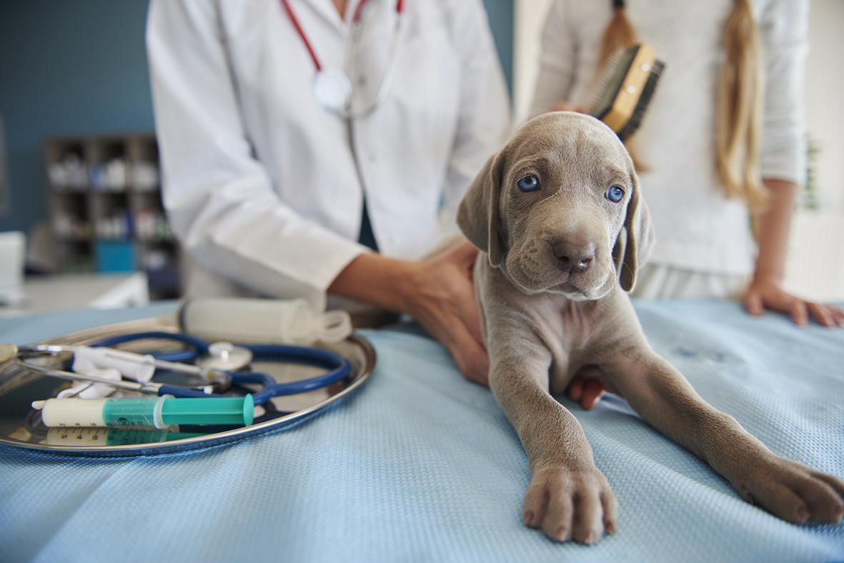 Собаки помогут выявить COVID-19: новые методы диагностики