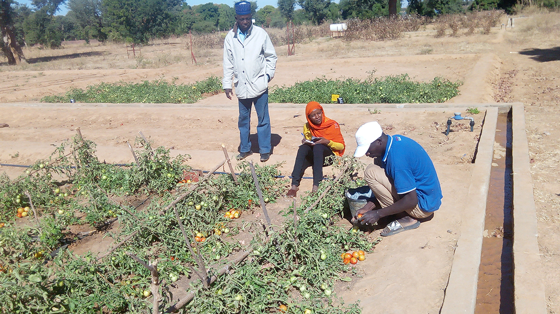 Malian Farmers Adapt to Climate Change, Improve Water Use, Crop Yield and Livelihood Using Nuclear Techniques - International Atomic Energy Agency