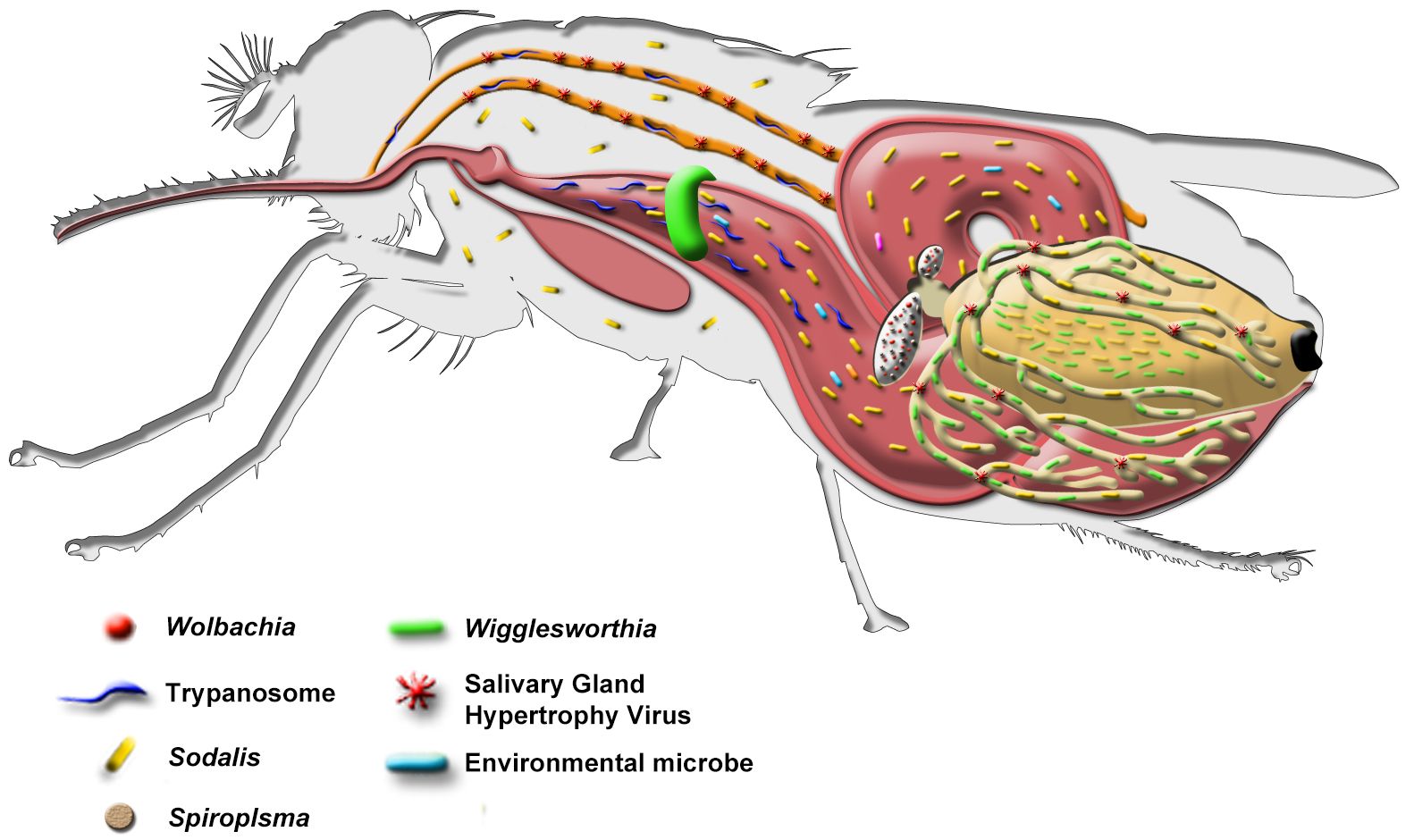 insectfigure1.jpg
