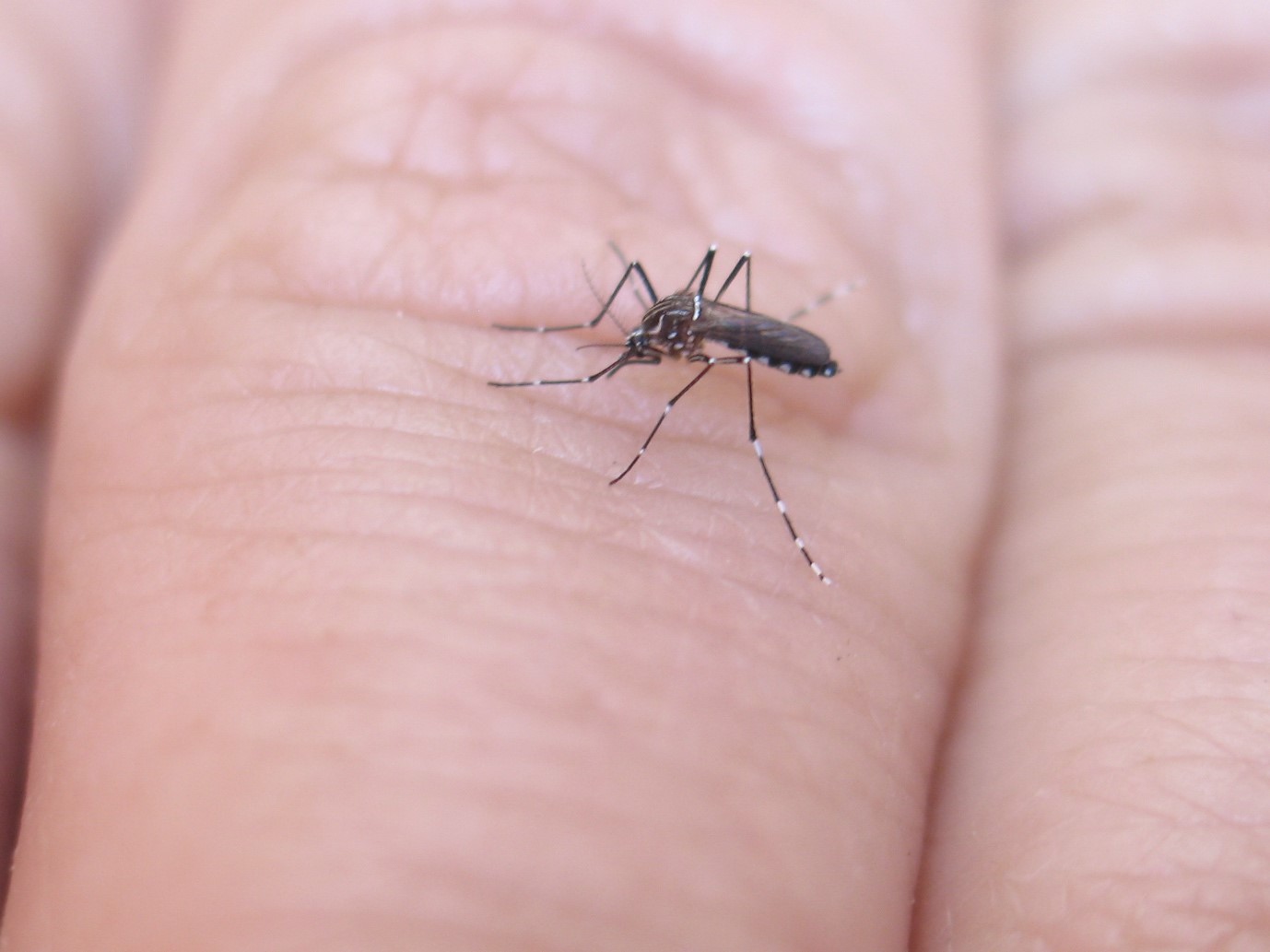 Mosquitoes Defeated in Cuba Trial with Nuclear Technique IAEA image