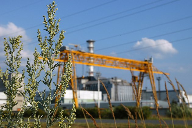 In Russian and Ukrainian, the word “Chernobyl” means black weed and is a member of the wormwood family. The Ukrainian city of Chernobyl was so named after the abundance of this weed growing in and around the city. The grass, which has a characteristic bitter taste and smell, is said to have natural repellent properties and many believed wormwood to have supernatural banishing powers.