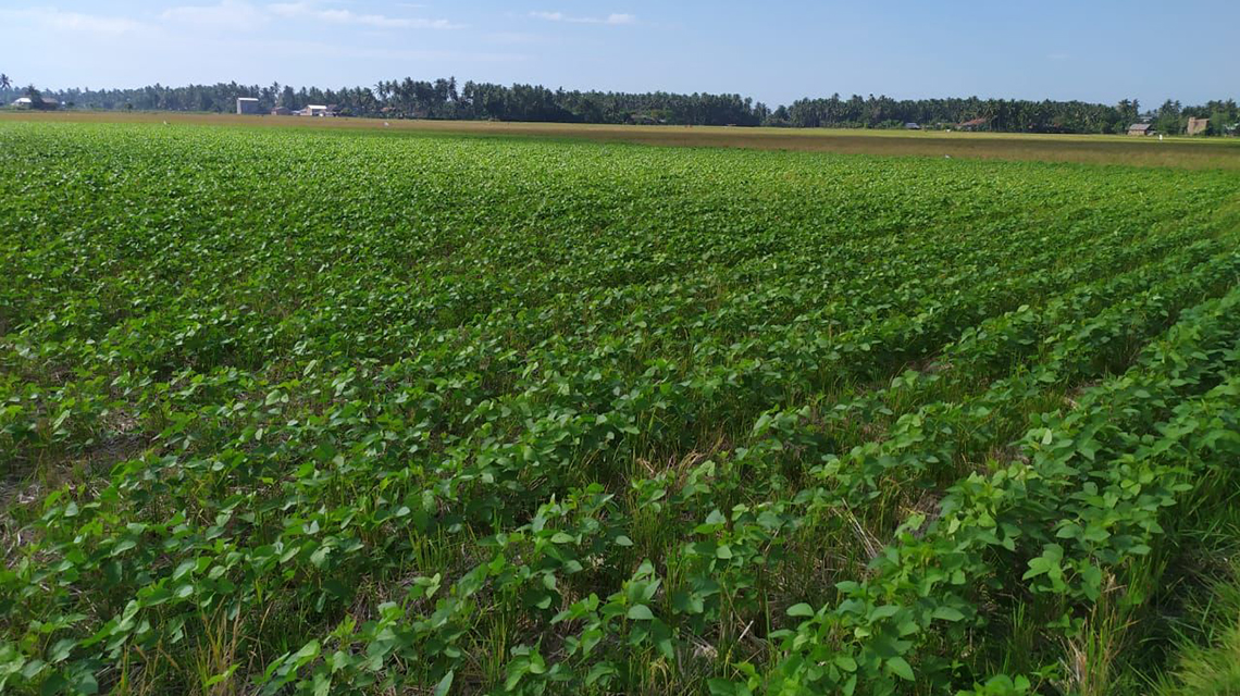 soybeans-indonesia3-1140x640.jpg