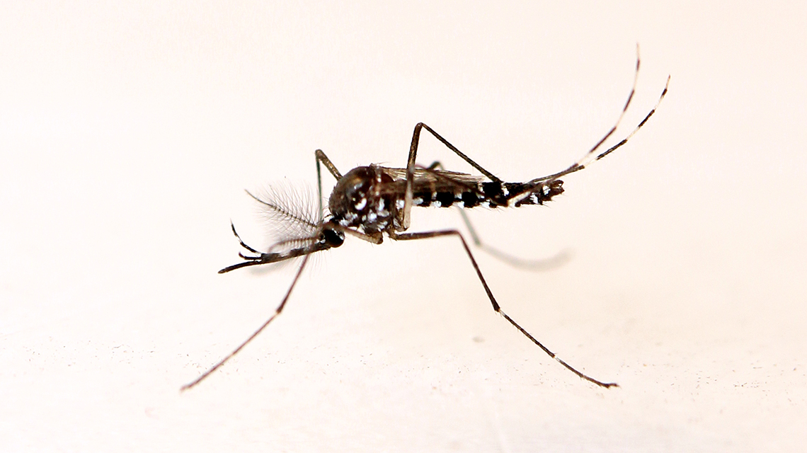 Les nouvelles stratégies de lutte contre les moustiques