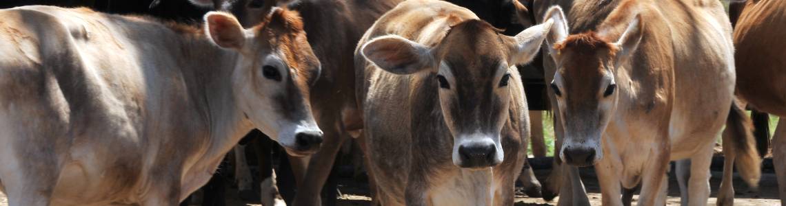 Livestock Honduras