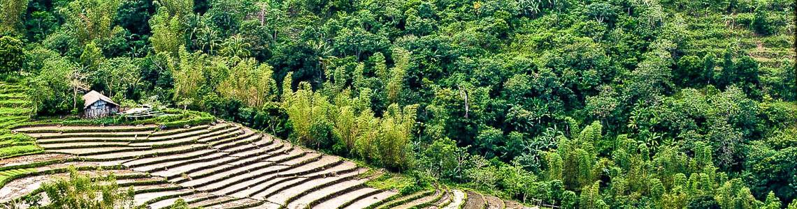 Rice Terraces