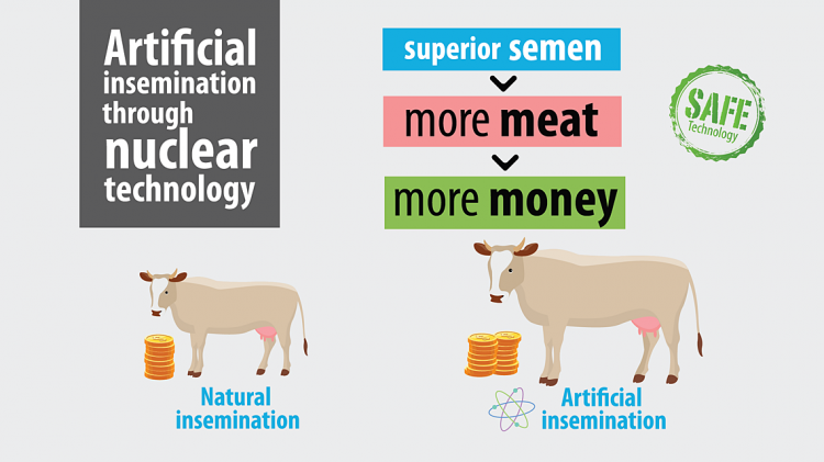 Artificial Insemination Doubles Value of Cambodian Cows, Increasing Farmers' Income | IAEA Artificial Insemination Doubles Value of Cambodian Cows, Increasing Farmers' Income | IAEA