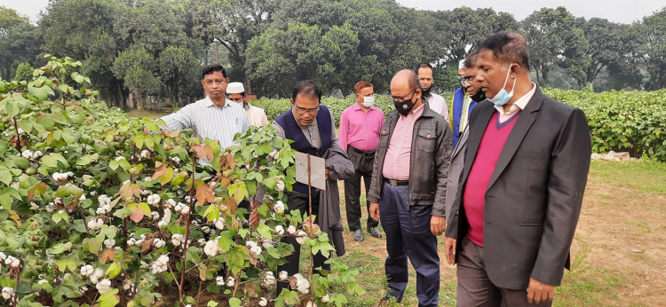 scientists cotton bangladesh - Nuclear techniques help Bangladesh develop cotton varieties have three harvests a year