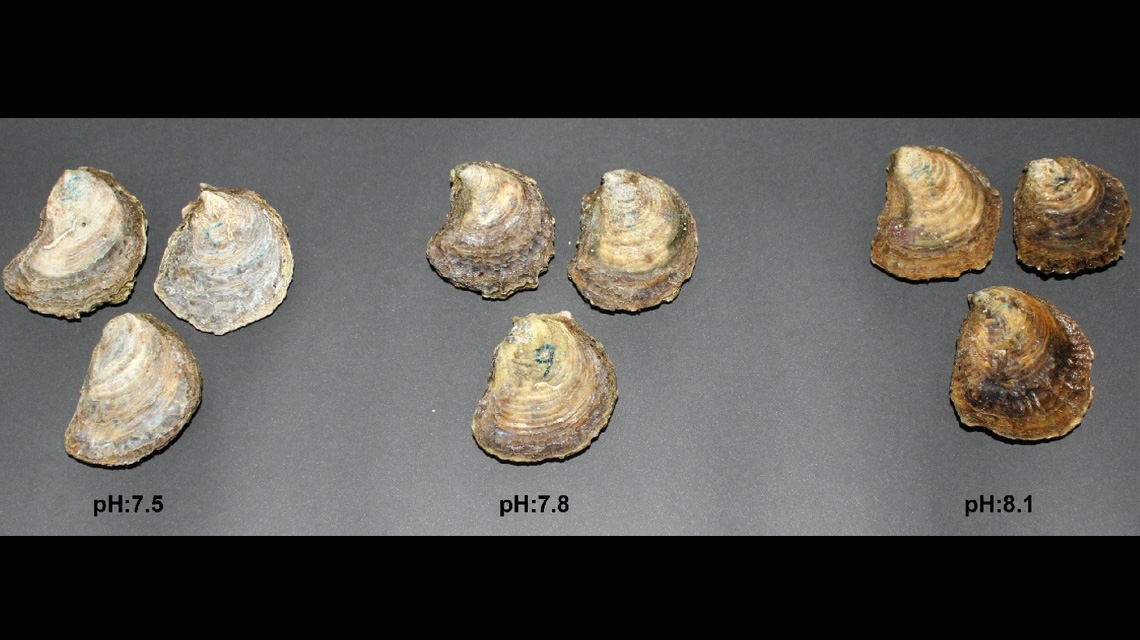 Ocean Acidification Effects On Marine Life