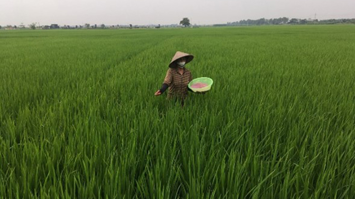 vietnam-top-dressing-fertilizaton-1140x640.jpg?itok=0f_D-EGN