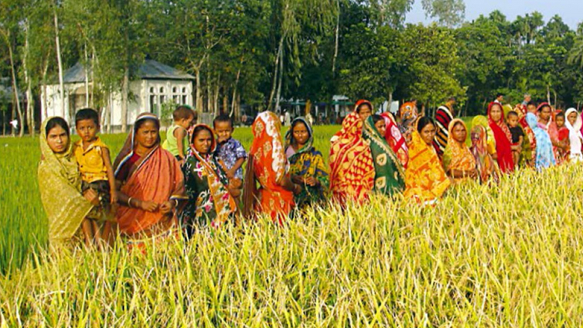 bangladesh plant breeding programme