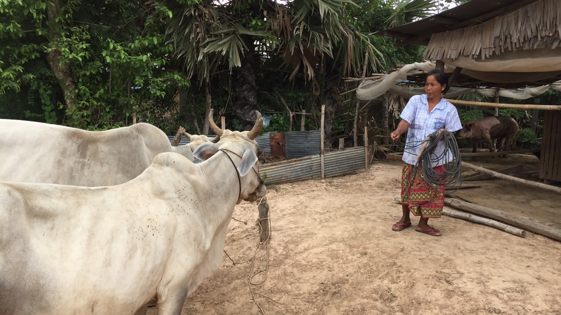 artificial insemination cattle
