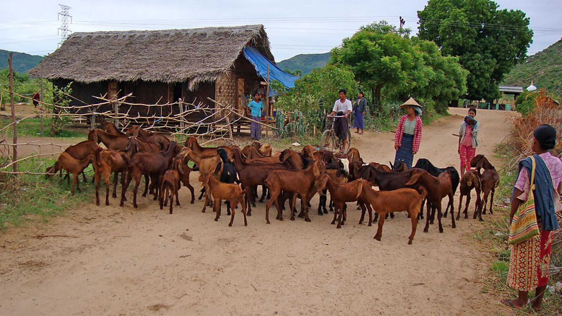 Asian And African Scientists Learn How To Detect Animal Diseases
