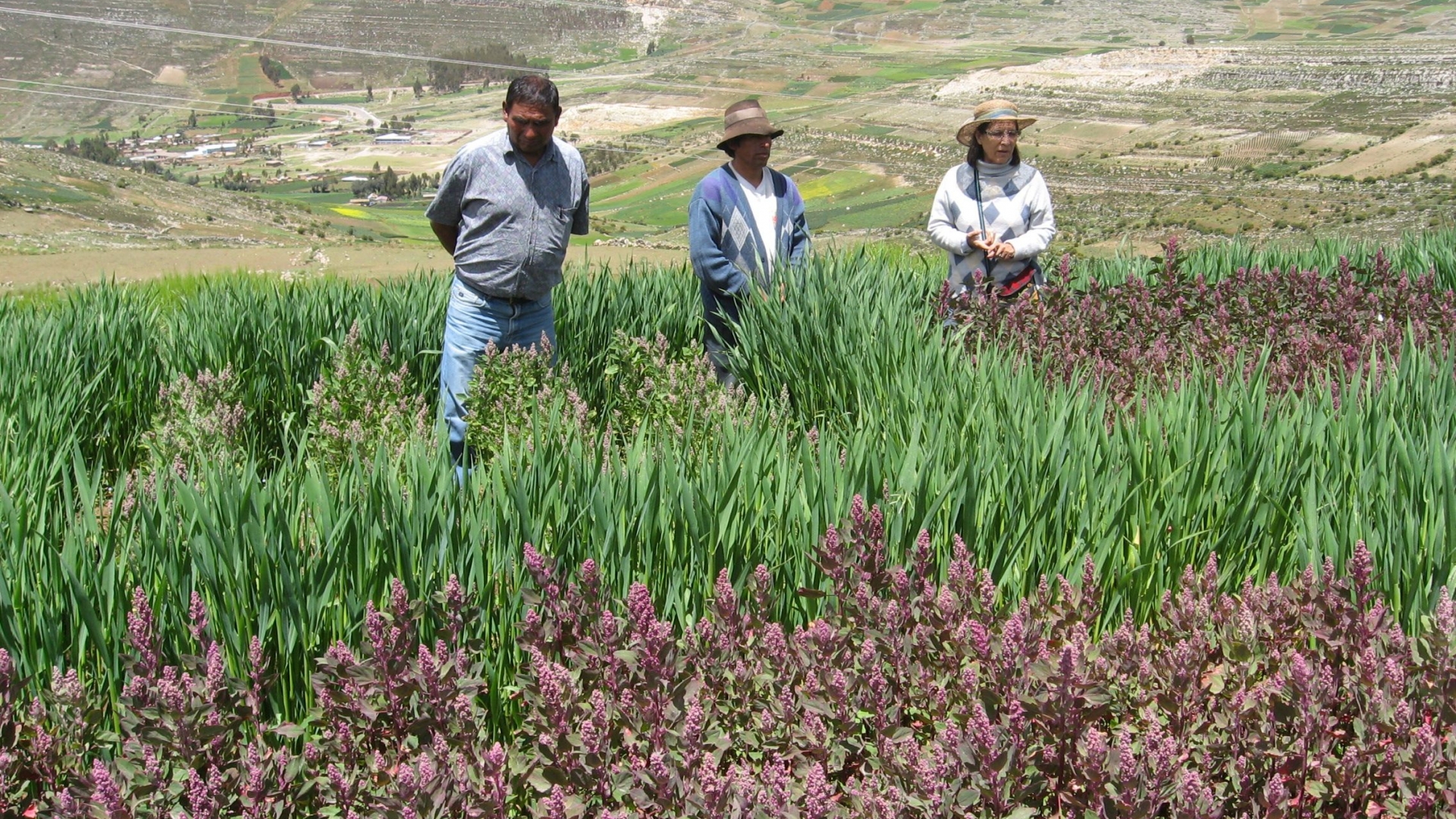 Quinoa Farmers Increase Yields Using Nuclear Derived Quinoa Farmers Increase Yields Using Nuclear Derived