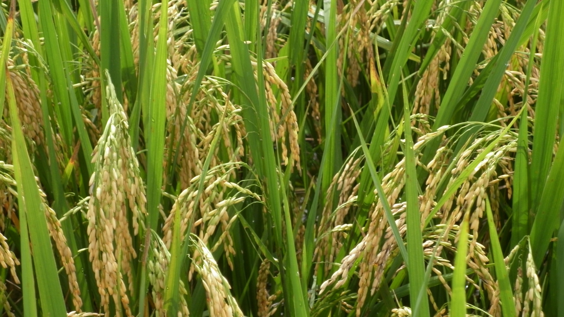 scientists develop new climate
