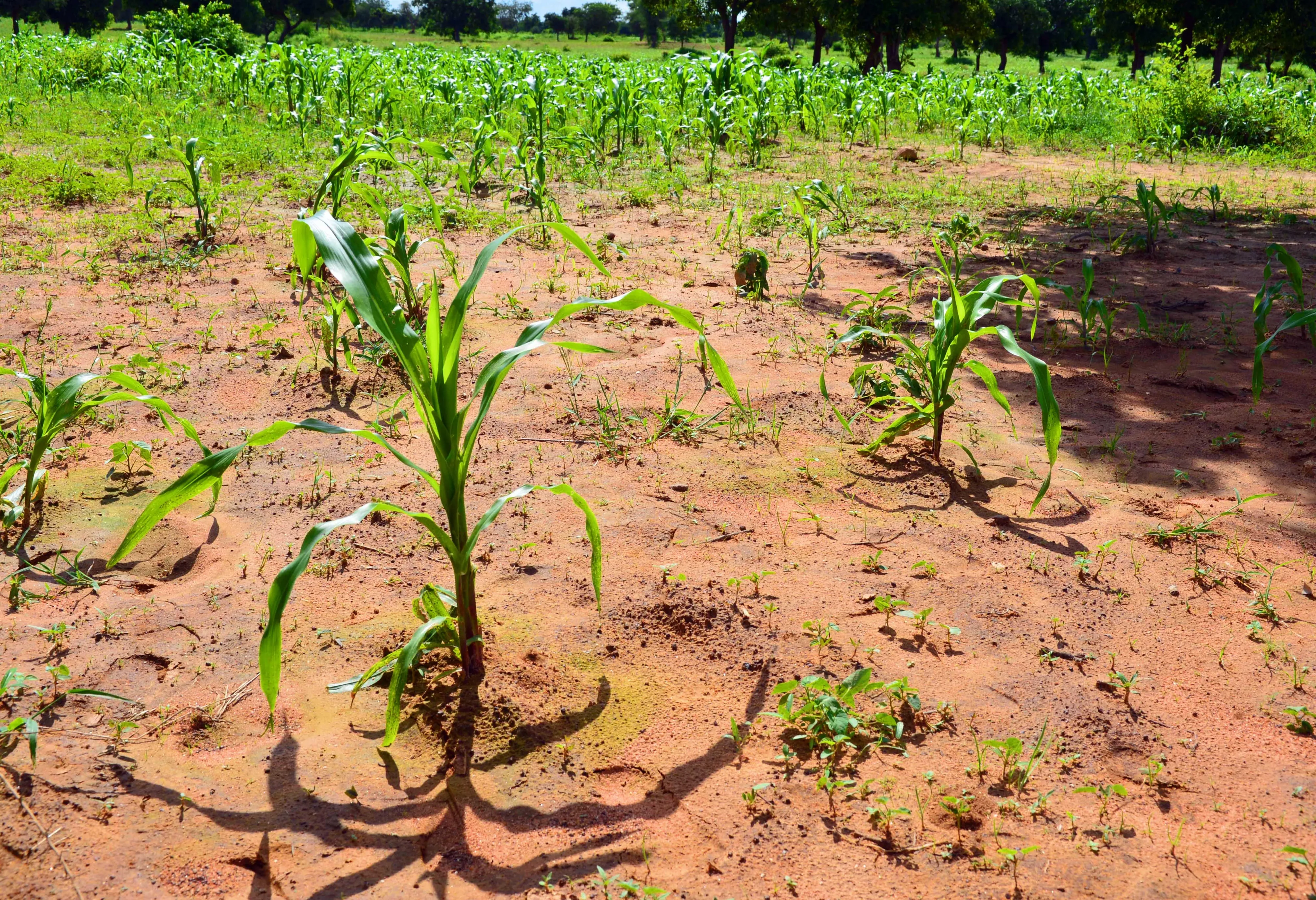 Improving Soil Fertility