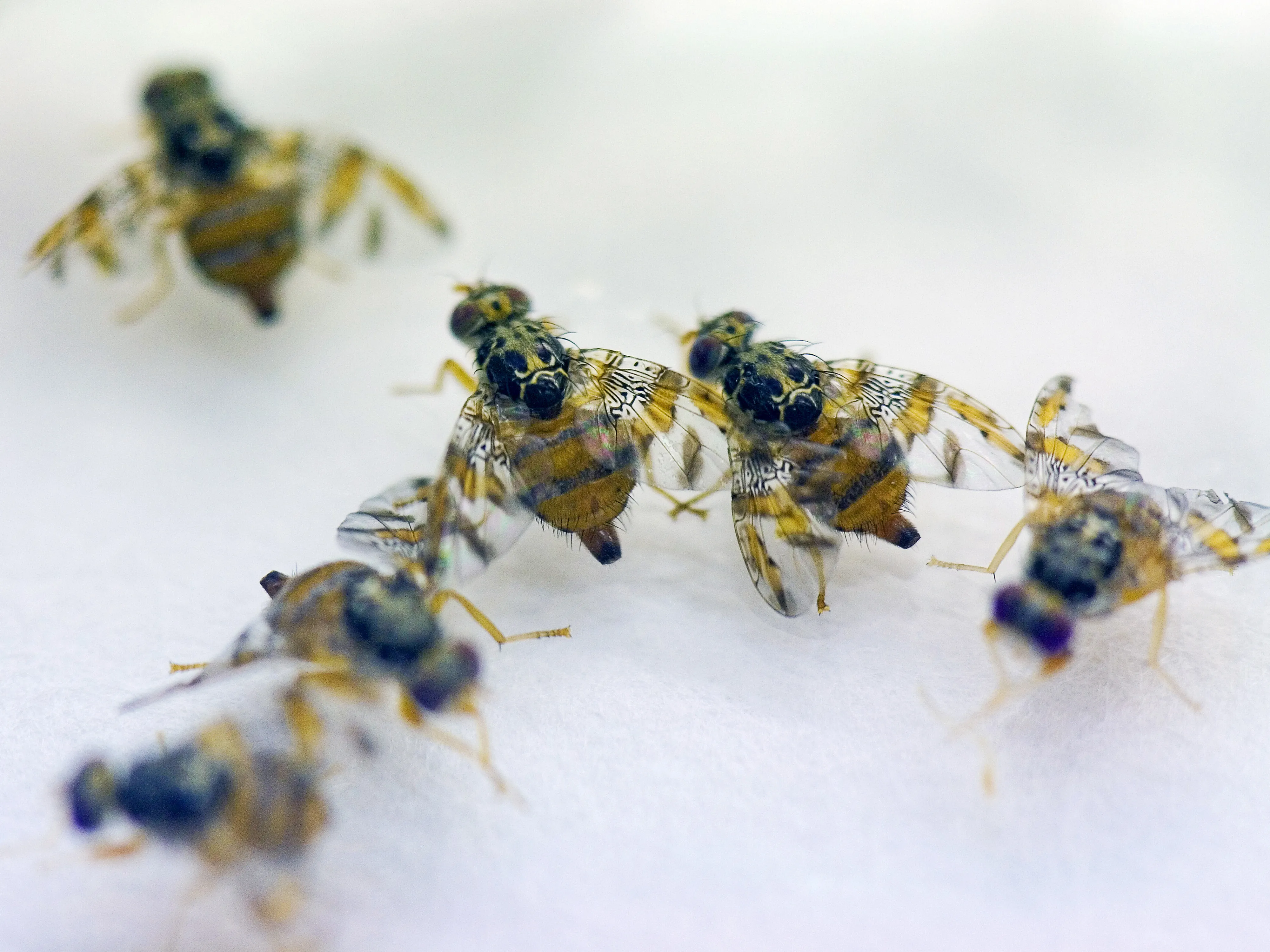 Med Flies