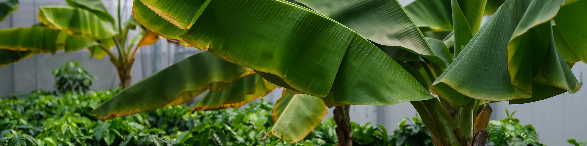 Plant Breeding and Genetics Laboratory