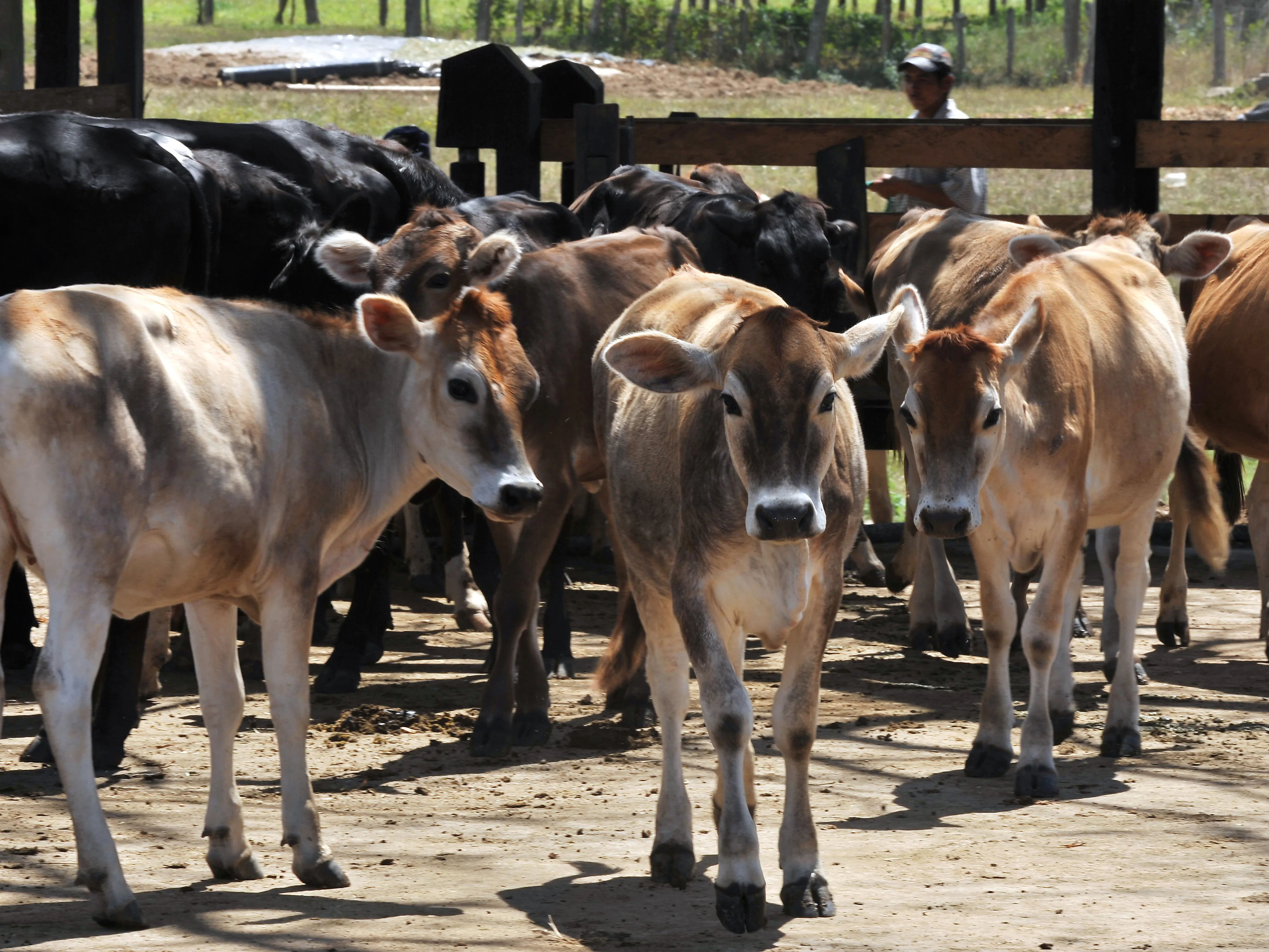 Livestock Honduras