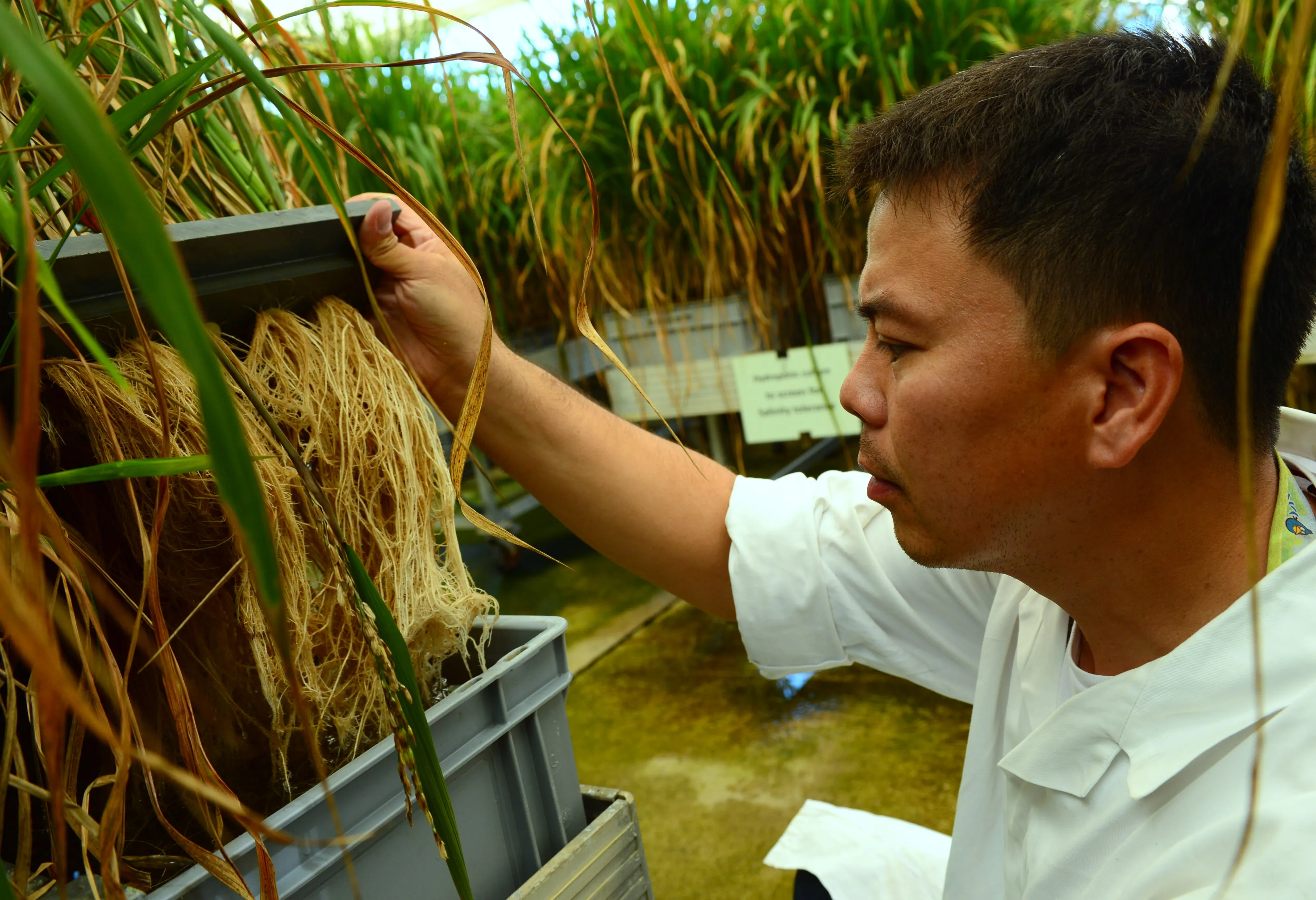 Mutation Detection, Plant Breeding, IAEA Seibersdorf