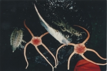 Expeditions to investigate radioactive contamination of the marine environment in the Arctic Ocean. Date unknown. Please credit IAEA