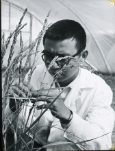 An experiment to discover how to develop better varieties of rice by induced mutation. Mr. W.C. Li, an IAEA fellow, studying rice plants grown from irradiated seeds in the plastic hot house. September 1967.  Please credit IAEA