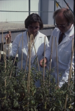 A wordwide network of research co-operation was established to enable interaction between IAEA scientists and research institutes in its Member States with an emphasis on agricultural and life sciences, especially in developing countries. Crop modification using mutation breeding was the objective of several such programmes. 1984-1986. Please credit IAEA/DAGLISH James
