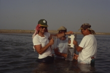 Scientists drew upon the IAEA Marine Environment Laboratories’ extensive experience in monitoring hydrocarbons and heavy metal contaminants in the region. August 1993. Please credit IAEA/FOWLER Scott
