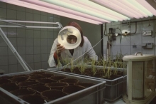 Plant breeding at IAEA laboratory in Seibersdorf. 1969. Please credit IAEA
