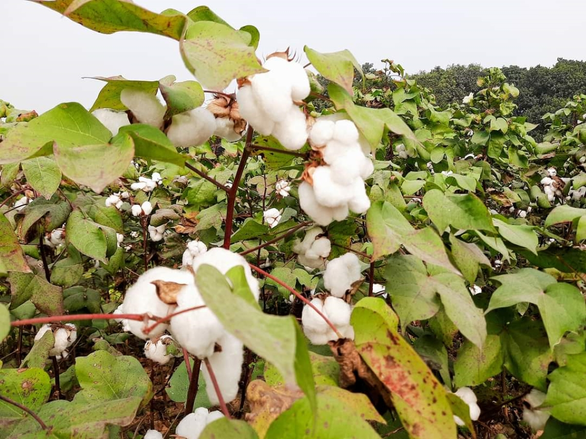 Cotton Plant