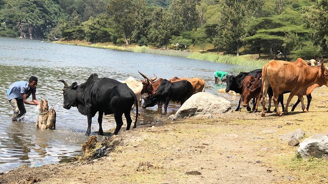 Irradiated Animal Vaccines Keep Ethiopia's Animals Healthy, Helping Exports and Food Security | IAEA Irradiated Animal Vaccines Keep Ethiopia's Animals Healthy, Helping Exports and Food Security | IAEA