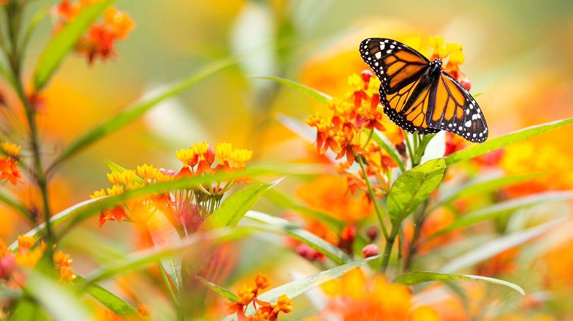 Explicacion De La Ruta De La Mariposa Monarca Desde El Canada Y Los Estados Unidos A Mexico Gracias A Datos Del Oiea Y A Tecnicas Isotopicas Oiea