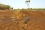 Parched earth stretches as far as the eye can see around Kassala, Sudan. The area is known as the ‘bread basket’ of Sudan as the soil is rich with nutrients, and when efficiently supplied with adequate water, has shown to be an excellent environment for growing food.