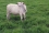 The stable fly can wreak havoc on cattle and affect its productivity, provoking anaemia, weight loss and reduced milk production as cattle stops eating when stressed by the biting flies.
