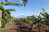 <strong>Do you know how nuclear science can protect banana crops?</strong>
<br /><br />
Bananas need warm, humid climates to thrive. However, due to changing rainfall patterns and rising temperatures, bananas are suffering from drought stress – a shortage of water in the root of the plant – leading to reduced harvests. Through the Atoms4Food initiative, nuclear techniques can help spot and assess the extent of the drought stress, enabling local institutes to improve agronomic practices to enhance the resilience of banana production. 
Read more <a href="https://www.iaea.org/newscenter/news/how-isotopic-techniques-can-be-used-to-spot-drought-stressed-banana-crops-and-help-save-them">here</a>. 
<br/><br />
Scientists used nuclear techniques to assess levels of drought stress in bananas. The study was carried out in banana fields in Tanzania. (Photo: M. Vantyghem/IAEA)