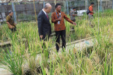 IAEA Director General Yukiya Amano visits the Plant Mutation Breeding Collaborating Centre CIRA-BATAN, during his official visit to Jakarta, Indonesia.  6 February 2018