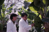 Plant breeding experts develop mutant plants tolerant to salinity in the Plant Breeding Section. Nguyen Thi My Giang and Arsenio Toloza with banana samples. Seibersdorf laboratory. May 1999. Please credit IAEA/PEREZ VARGAS Juanita
