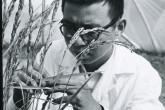 An experiment to discover how to develop better varieties of rice by induced mutation. Mr. W.C. Li, an IAEA fellow, studying rice plants grown from irradiated seeds in the plastic hot house. September 1967.  Please credit IAEA