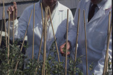 A wordwide network of research co-operation was established to enable interaction between IAEA scientists and research institutes in its Member States with an emphasis on agricultural and life sciences, especially in developing countries. Crop modification using mutation breeding was the objective of several such programmes. 1984-1986. Please credit IAEA/DAGLISH James
