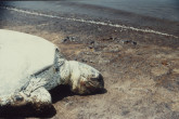 The IAEA’s Marine Environment Laboratories in Monaco were requested by the United Nations Environment Programme (UNEP) to map the extent of war-related pollution and toxic contaminants following the largest oil spill in history (4-8 million barrels) and a further 500 million barrels of oil that were emitted or ignited. August 1993. Please credit IAEA/FOWLER Scott