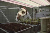 Plant breeding at IAEA laboratory in Seibersdorf. 1969. Please credit IAEA
