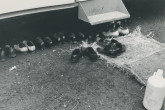 Following Korean custom, students took off their shoes upon entering the mobile laboratory. March 1961. Please credit IAEA