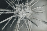 Eucidaris tribuloides - a type of pencil sea urchin. 1960-1972. Please credit IAEA