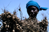 Mali: Low agricultural yields and harvest losses due to soil degradation are a significant problem in Mali. An IAEA technical cooperation project used nuclear-based plant breeding and water management techniques to address this problem. It introduced a sorghum variety with high water and nitrogen-fixing properties, as well as high-yielding cowpeas as a second crop. The project also helped identify the best water management practices for local conditions. As a result, yields have increased from 25-35% in farmer's fields; rotating between sorghum and cow pea served as low cost alternative to nitrogen fertilization while also enriching the local diet. This resulted in a positive impact on food security and malnutrition. (Photo Credit: Ray Witlin/World Bank Group)